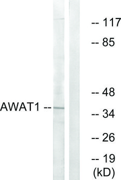Anti-AWAT1 antibody produced in rabbit