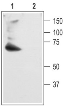 Anti-Potassium Channel K?4.2 (Shal1; RK5;