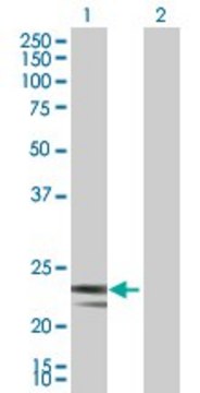 Anti-MRPS23 antibody produced in mouse