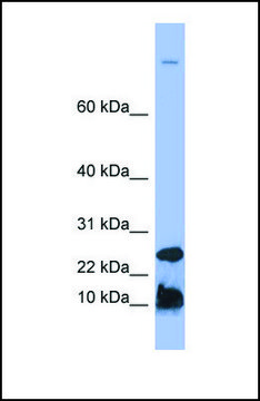 Anti-HAMP, (N-terminal) antibody produced in