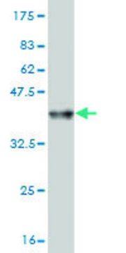 Monoclonal Anti-AP4B1 antibody produced in