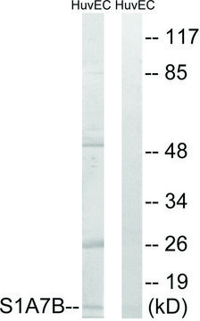 Anti-S100A7L2 antibody produced in rabbit