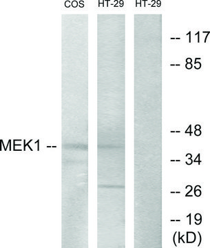 Anti-MEK1 antibody produced in rabbit