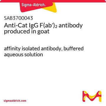 Anti-Cat IgG F(ab?)? antibody produced