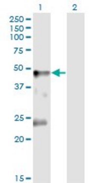 Monoclonal Anti-GLRA1 antibody produced in