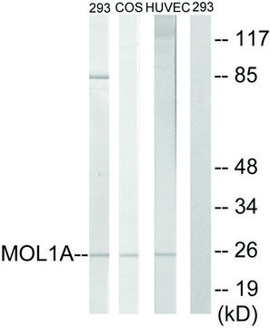 Anti-MOL1A antibody produced in rabbit