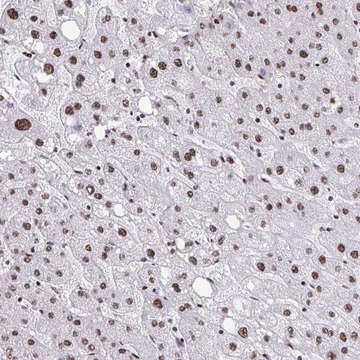 Anti-NRBF2 antibody produced in rabbit