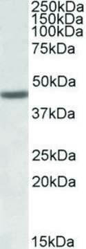 Anti-FANCL antibody produced in goat