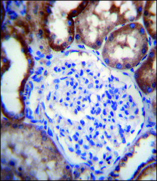 ANTI-LINGO4 (C-TERM) antibody produced in