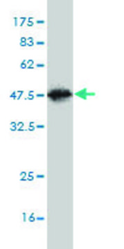 Monoclonal Anti-TSTA3 antibody produced in