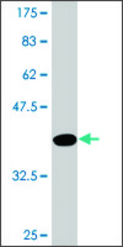 Monoclonal Anti-PLEKHH3 antibody produced in