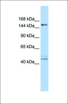 Anti-ADNP antibody produced in rabbit
