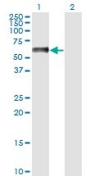 Monoclonal Anti-NFIA antibody produced in