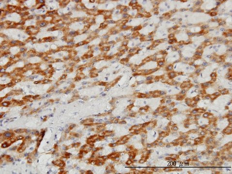 Monoclonal Anti-TIMM8A antibody produced in