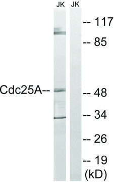 Anti-CDC25A antibody produced in rabbit