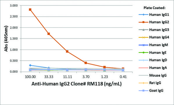 Anti-Human IgG2-Biotin antibody, Rabbit monoclonal