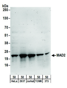 Rabbit anti-MAD2 Antibody, Affinity Purified