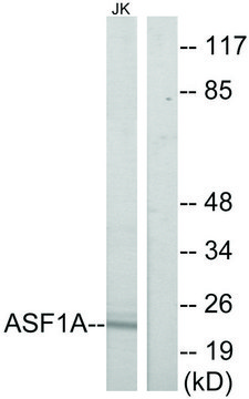 Anti-ASF1A antibody produced in rabbit