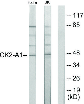 Anti-Casein Kinase II ? antibody