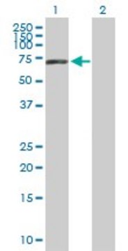 Anti-FLJ20920 antibody produced in mouse