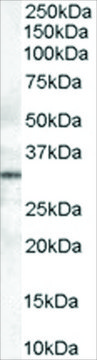 Anti-STX6 antibody produced in goat