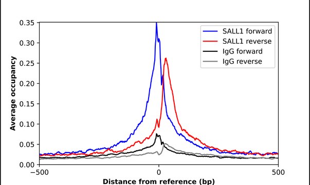 Anti-SALL1 antibody produced in rabbit