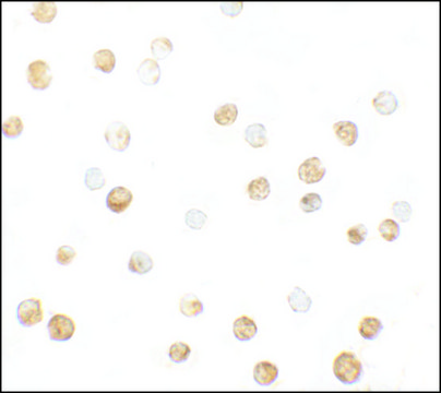 Anti-DNM1L antibody produced in rabbit