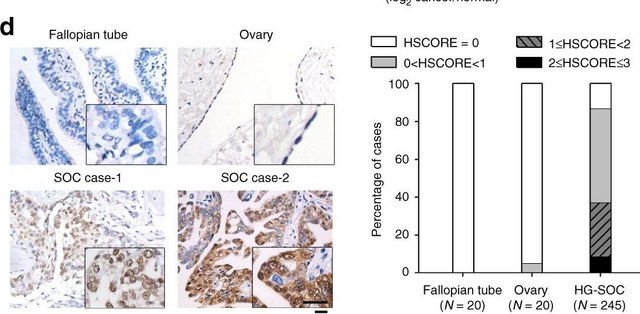 Anti-C/EBP-? antibody produced in rabbit