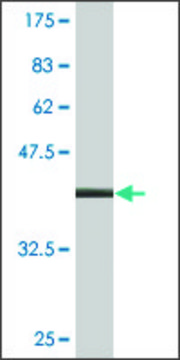 Monoclonal Anti-DOT1L antibody produced in