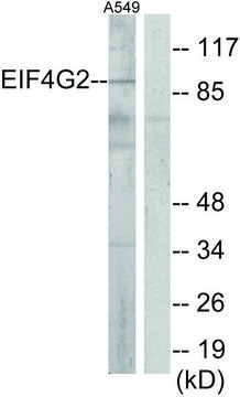 Anti-EIF4G2 antibody produced in rabbit