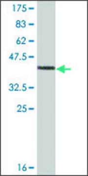 Monoclonal Anti-PPP1R1C antibody produced in