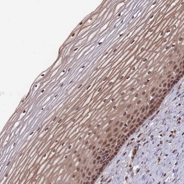 Anti-SF3B1 antibody produced in rabbit