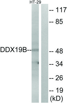 Anti-DDX19B antibody produced in rabbit