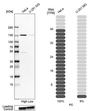 Anti-PC antibody produced in rabbit