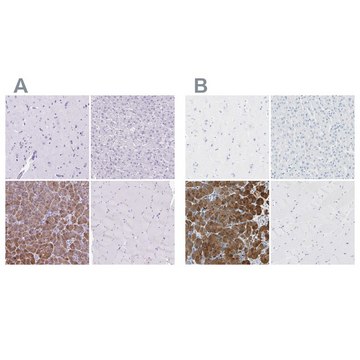 Anti-CEL antibody produced in rabbit