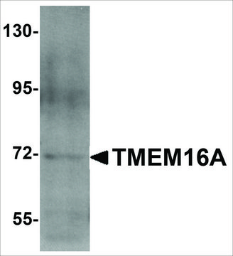 Anti-TMEM16A antibody produced in rabbit