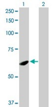 Anti-SPATA2 antibody produced in rabbit