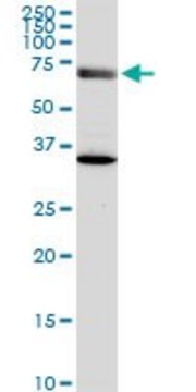 Monoclonal Anti-EXOC7, (C-terminal) antibody produced