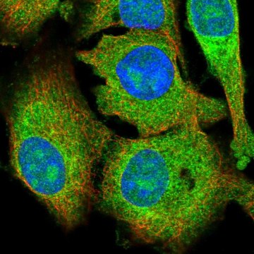 Anti-KRCC1 antibody produced in rabbit