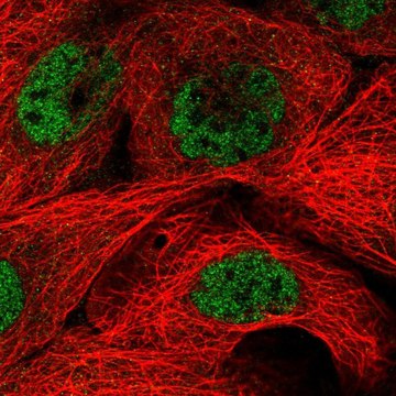 Anti-MED29 antibody produced in rabbit