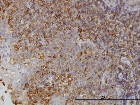 Monoclonal Anti-NMI antibody produced in