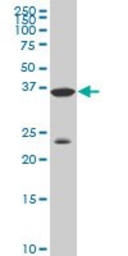 Monoclonal Anti-DLX3 antibody produced in