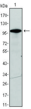 Monoclonal Anti-DDX4 antibody produced in