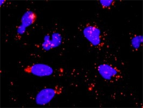 Anti-MYBL2 antibody produced in rabbit