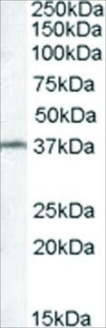 Anti-TSGA2 antibody produced in goat