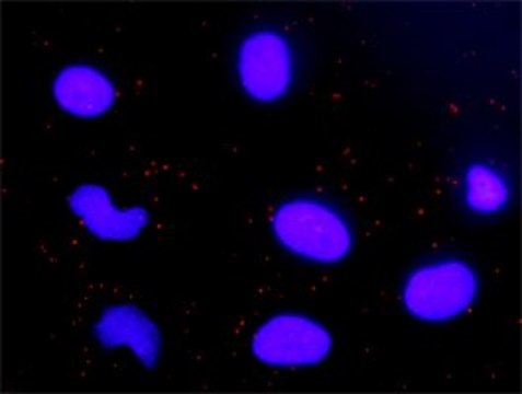 Anti-CYCS antibody produced in rabbit
