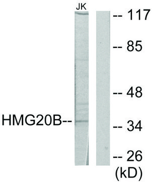 Anti-HMG20B antibody produced in rabbit