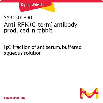 Anti-RFK (C-term) antibody produced in