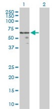 Anti-WNT2B antibody produced in rabbit