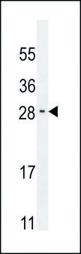 ANTI-RELL2 (CENTER) antibody produced in